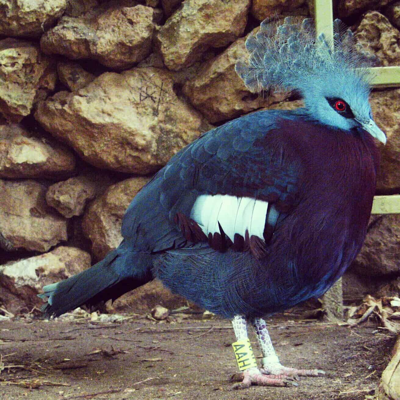 Другая голубая птица из зоопарка